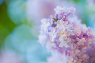 Leylak çiçekleri arka plan