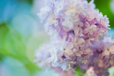 Leylak çiçekleri arka plan