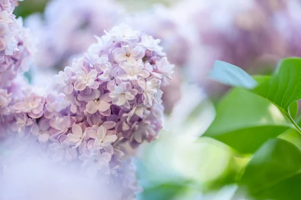 Fondo de flores lila — Foto de Stock