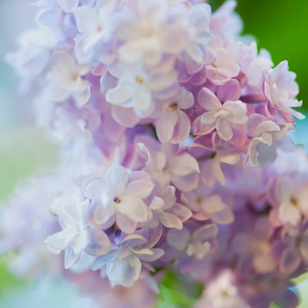 Fondo de flores lila —  Fotos de Stock
