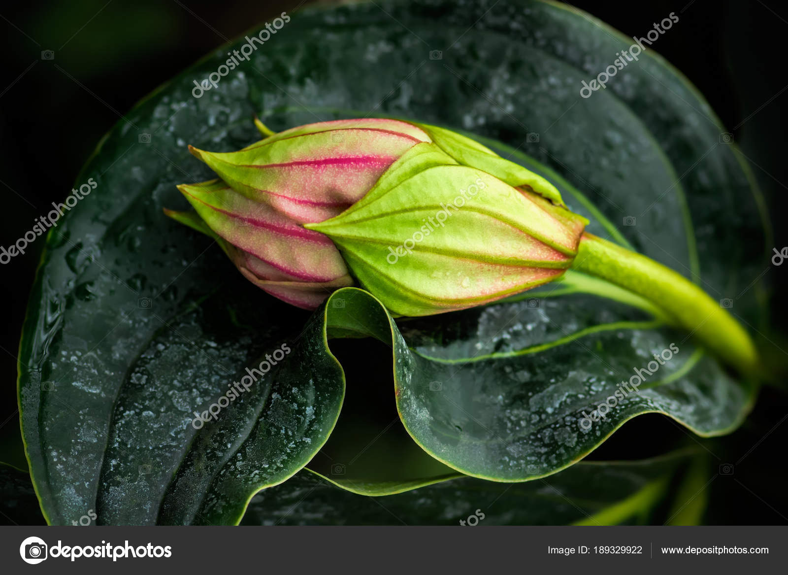 Bourgeon Floral Rose Vert Fleur Exotique Peu Profonde Dof Mise image libre  de droit par taratata © #189329922
