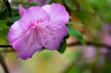 Çiçek arka planını mor açelya çiçek yakın çekim su ile üzerinde bırakır. Alan, seçici odak sığ derinliği.