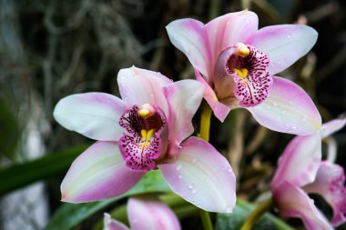 Pembe orkide çiçeği.