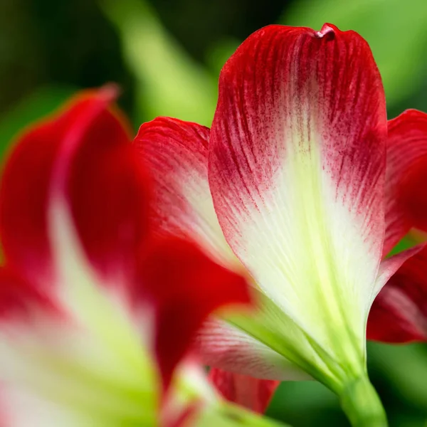 Fleur tropicale rouge — Photo