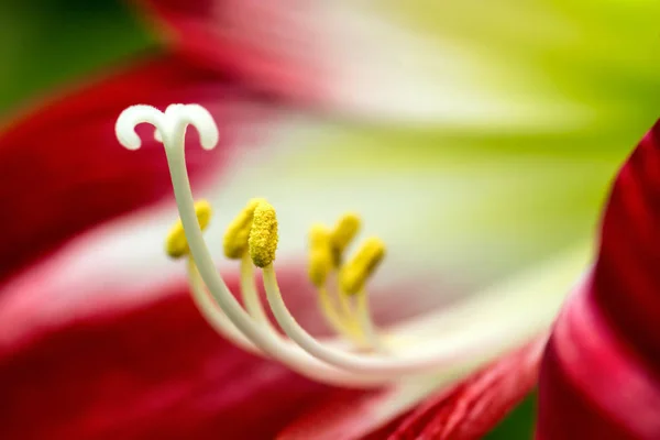 Flor tropical roja — Foto de Stock