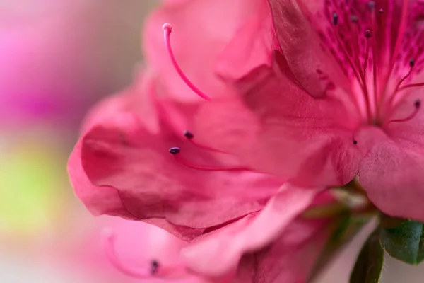 Kırmızı Açelya Çiçek Makro Çiçek Arka Plan Alan Seçici Odak — Stok fotoğraf
