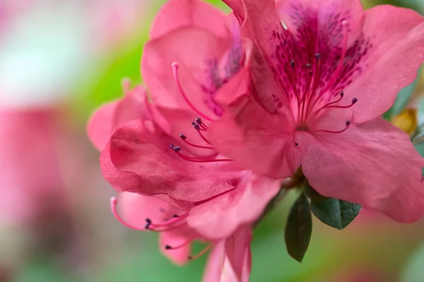 Azalea floral fondo —  Fotos de Stock