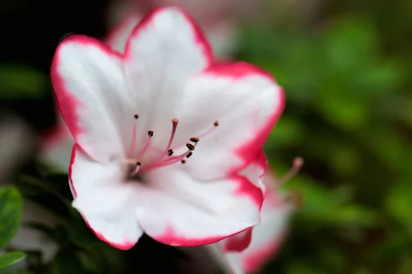 Белый цветок азалии — стоковое фото
