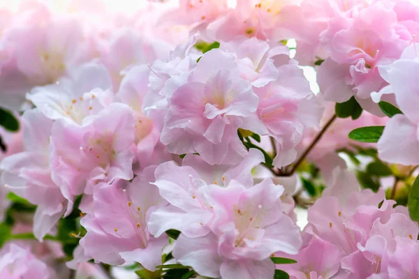 郁郁葱葱的粉红色杜鹃花的花的背景 浅景深 选择性对焦 — 图库照片
