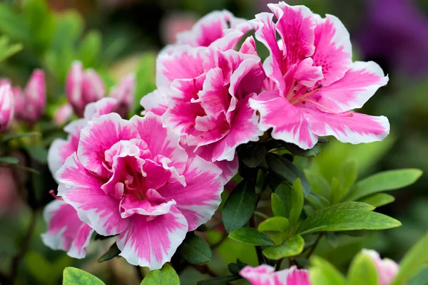 Fondo floral de exuberantes flores de color rosa azalea con borde blanco en la rama. Profundidad superficial del campo, enfoque selectivo . — Foto de Stock