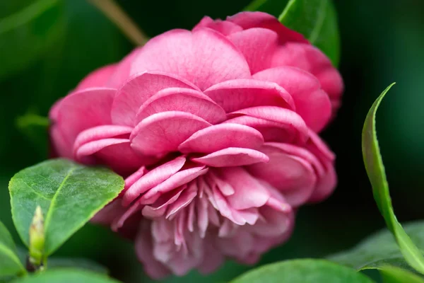 Fleur de camélia rose — Photo