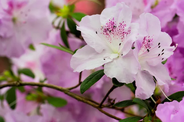 Fialový azalea květiny — Stock fotografie