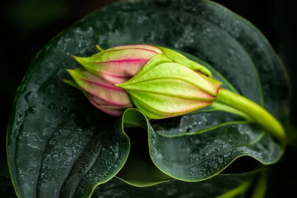 Pink and green flower bud of exotic flower, shallow DOF, selective focus. Natural flower background.