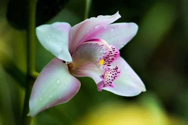 Flor de orquídea rosa — Fotografia de Stock