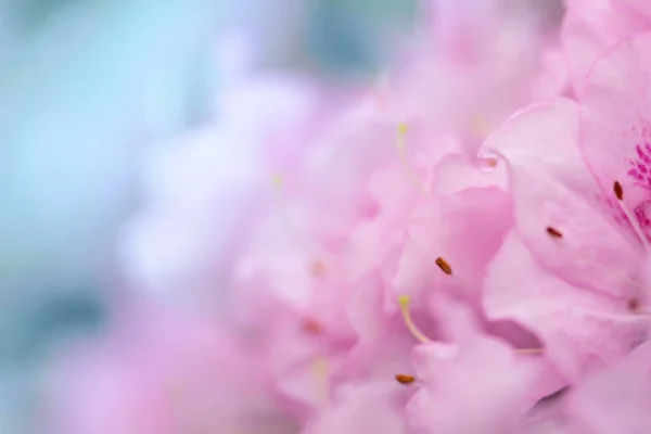 杜鹃花卉背景 免版税图库图片