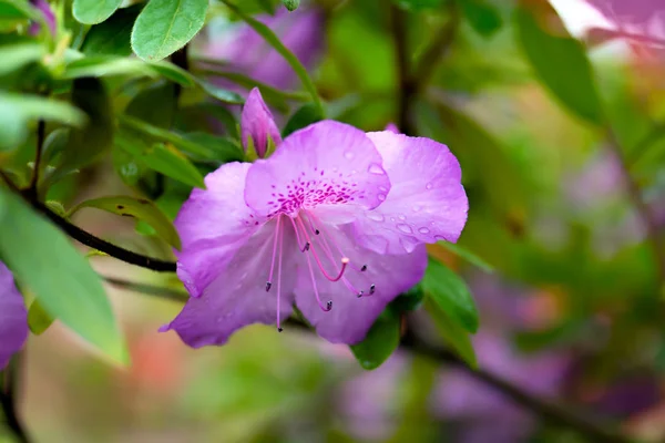 Fiore di azalea viola Foto Stock