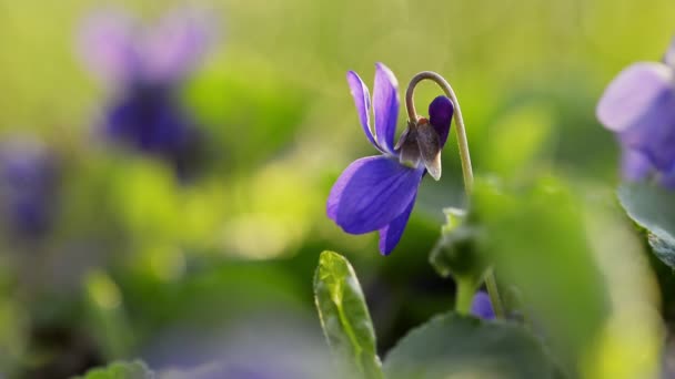 Viola Odorata Bloom. — Videoclip de stoc