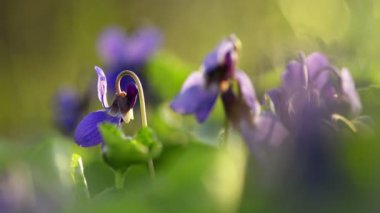 Viola Kodorata Çimlerde çiçek açıyor.