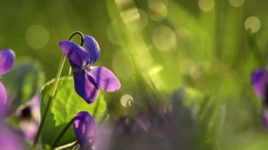 Viola Kodorata Çimlerde çiçek açıyor.