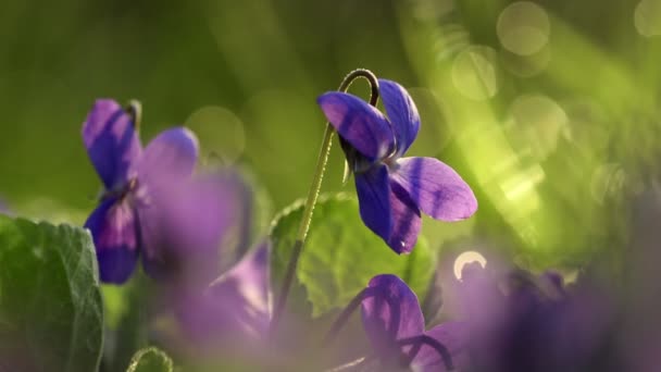 Viola Odorata Bloom dans l'herbe . — Video