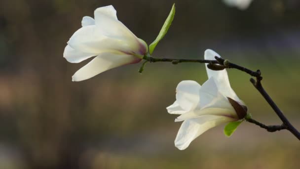 Białe kwiaty magnolii widok z boku — Wideo stockowe
