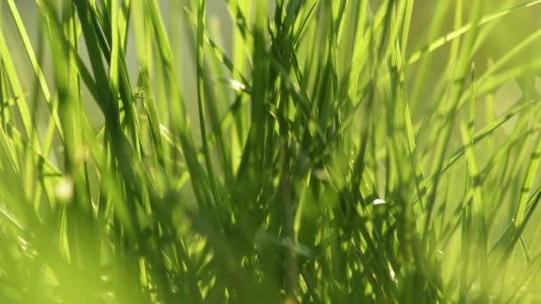Πράσινο γρασίδι μακροεντολή όμορφο φόντο — Αρχείο Βίντεο