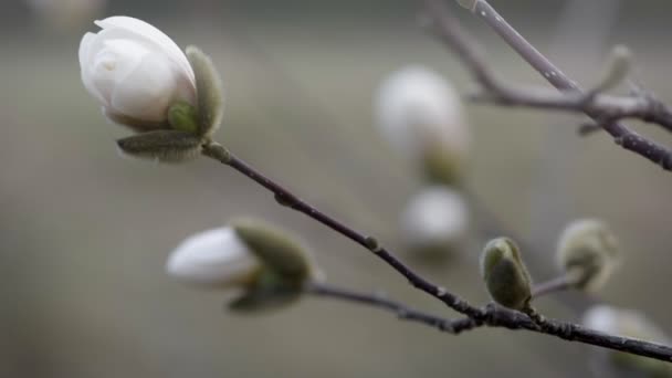 Witte magnolia bloemknop close-up. — Stockvideo