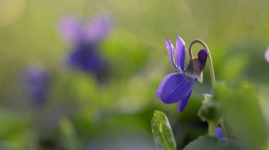 Viola Kodorata İlkbaharda çiçek açar