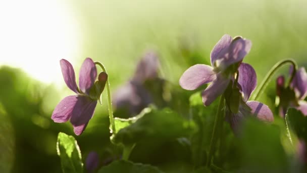 Viola Odorata Bloom in springtime — Stock Video