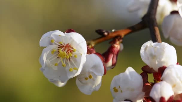 Blommande aprikos blommor på våren — Stockvideo