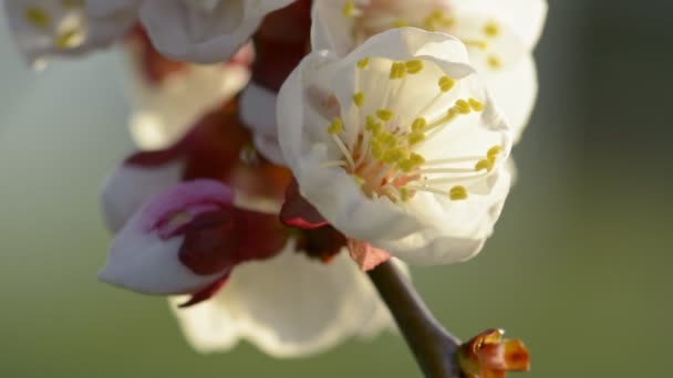 Blommande aprikos blommor på våren — Stockvideo