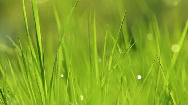 Весной ярко-зеленая трава крупным планом — стоковое видео