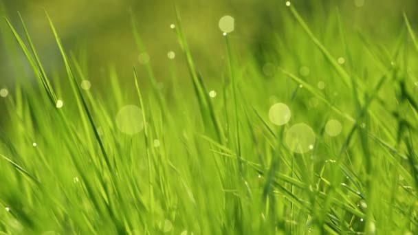 La rosée tombe sur l'herbe brillante dans les rayons matinaux du soleil. Herbe agitant dans le vent. Arrière-plan flou. Green Spring Environment concept. Gros plan sur l'herbe verte vibrante. herbe verte fond abstrait 