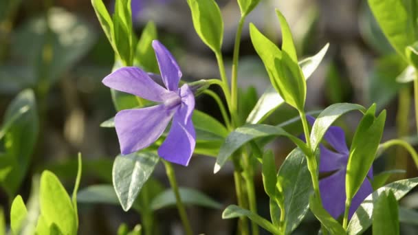 Vinca Minor Lesser Periwinkle Dwarf Periwinkle Violet Flower Green Meadow — Stock Video