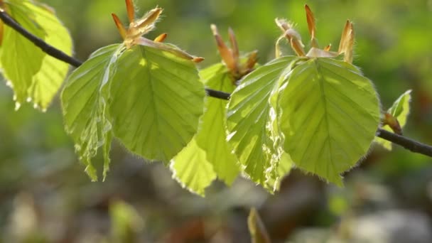 Junger Buchenzweig Mit Frühen Blättern Nahaufnahme Bei Sonnigem Tag Kamera — Stockvideo