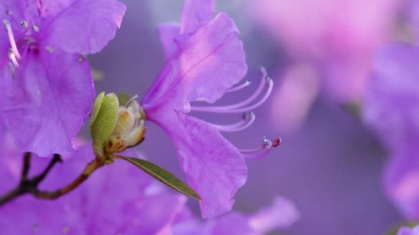 Rosafarbene Rhododendron Blüten Auf Verschwommenem Hintergrund Natürlicher Hintergrund Nahaufnahme Von — Stockvideo