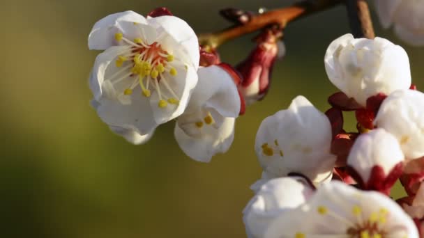 Весной Цветет Абрикос Естественном Фоне Красивые Белые Цветы Ветке Весенний — стоковое видео