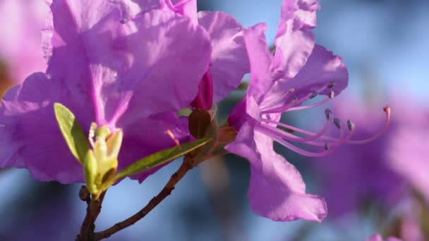 Różowe Kwiaty Rododendronu Przeciwko Błękitnemu Niebu Naturalne Tło Zbliżenie Piękne — Wideo stockowe