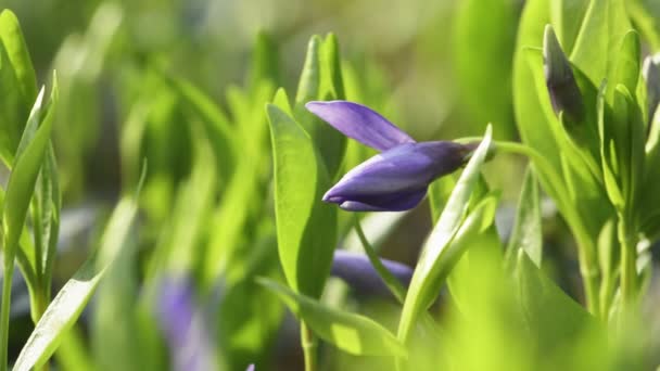 Vinca Minor 小ペリウィンクルまたはドワーフペリウィンクル 緑豊かな牧草地のバイオレット花 閉じます 紫色の花に選択的な焦点を当てます 春の花 自然背景 — ストック動画