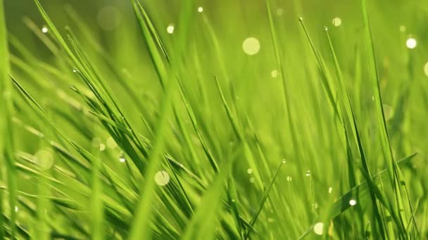 La rosée tombe sur l'herbe brillante dans les rayons matinaux du soleil. Herbe agitant dans le vent. Arrière-plan flou. Green Spring Environment concept. Gros plan sur l'herbe verte vibrante. herbe verte luxuriante gros plan .