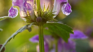 Lamium, ormandaki ölü ısırgan otu.