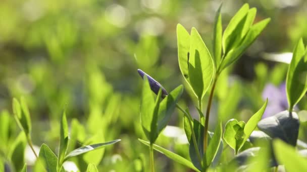 Vinca flor menor fundo natural — Vídeo de Stock