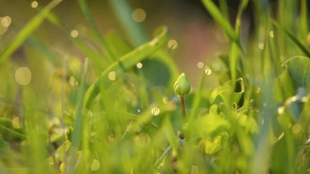 春の鮮やかな緑の草のクローズアップ — ストック動画