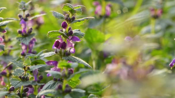 Lamium, döda nässlor i skogen — Stockvideo