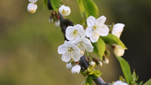 Branche de pommier en fleurs — Video