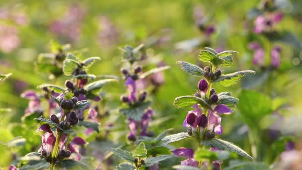 Lamium, döda nässlor i skogen — Stockvideo