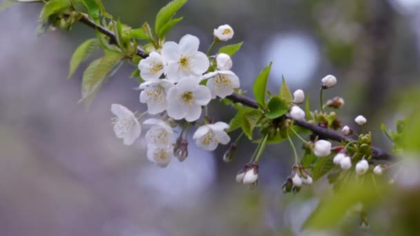 Větev kvetoucího jabloně — Stock video