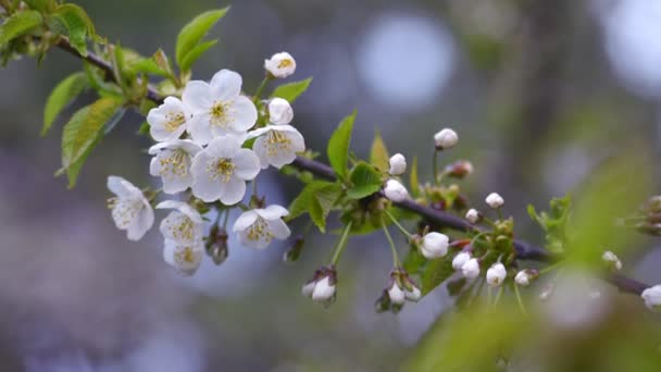 Ramo de macieira florescente — Vídeo de Stock