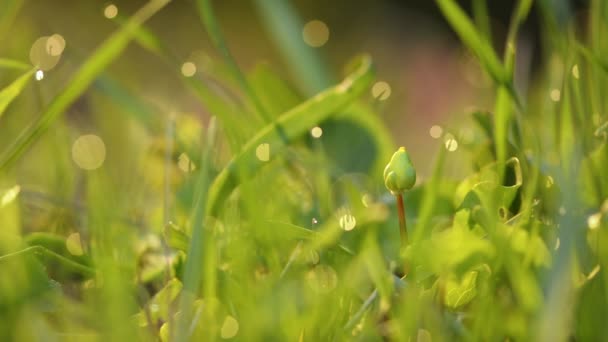 Printemps vibrant herbe verte close-up 