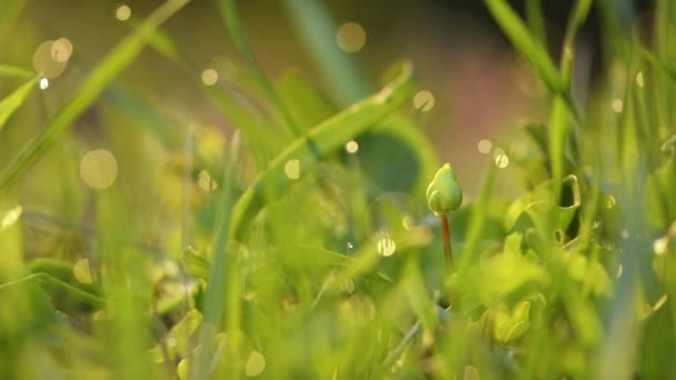 Frühling lebhaftes grünes Gras aus nächster Nähe — Stockvideo